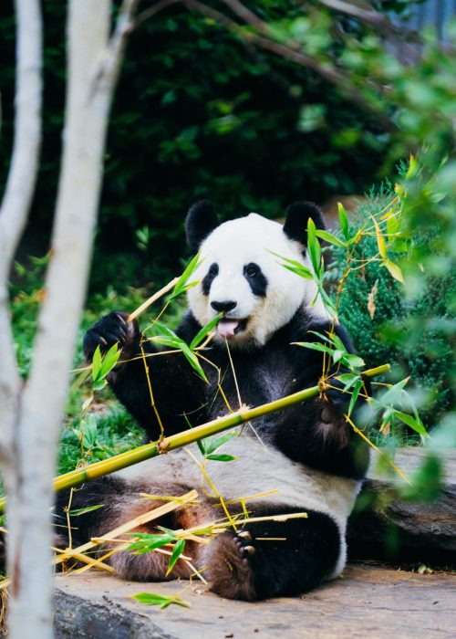 image article chine 2 les pandas géants